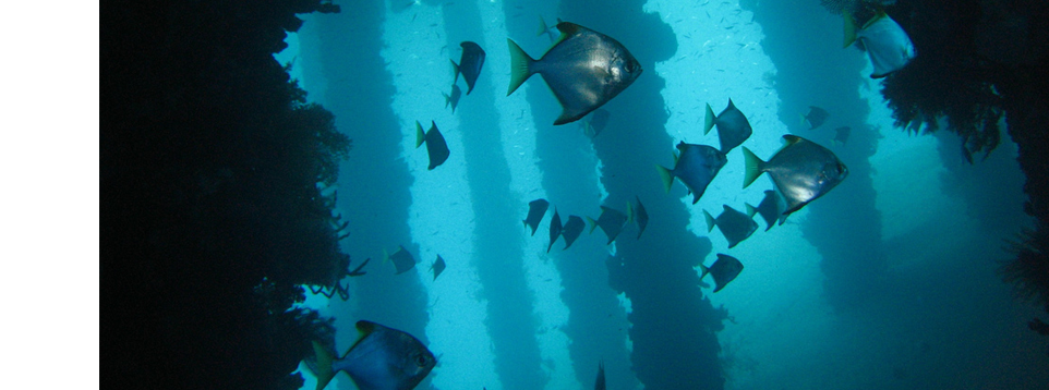 Deep Blue