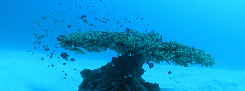 Deep Blue